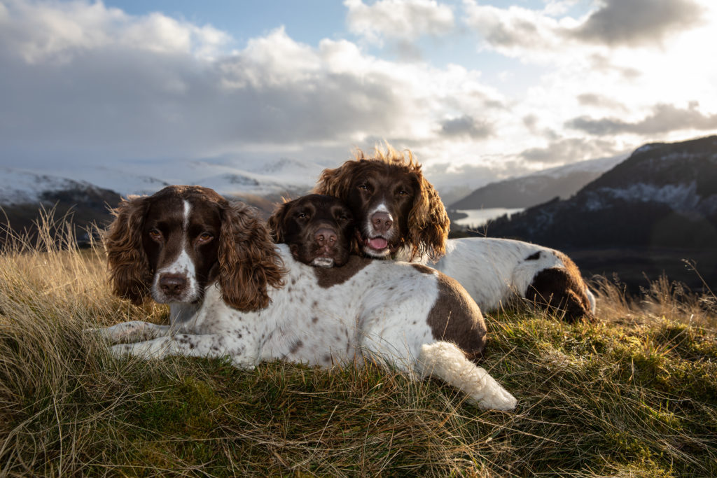 Max, Paddy and Harry